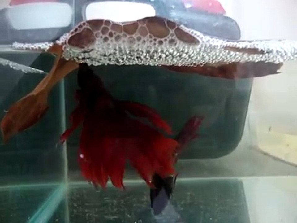 Reprodução de Bettas S.D (Dicas).