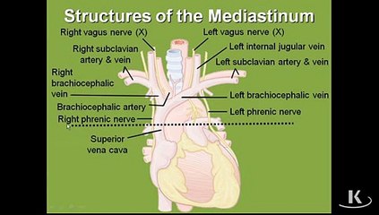 Gross Anatomy Mediastinum