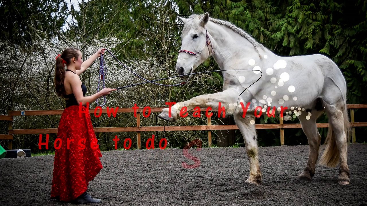 How to Teach Your Horse Spanish Walk/Paw [From start to finish]
