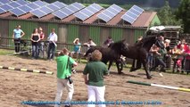 Haflinger-Pferde Gestüt Fohlenprämierung Fohlenbrennen Vulkaneifel