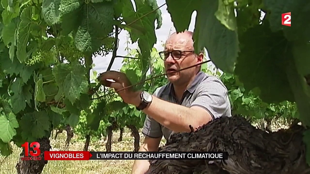 Vignobles : l'impact du réchauffement climatique