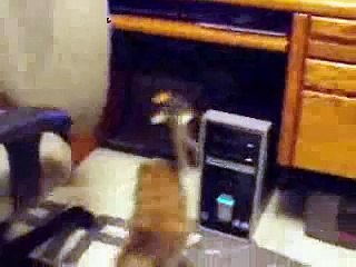 Discover the Playful World of Frisky, Lolly & Bubble! 🎉