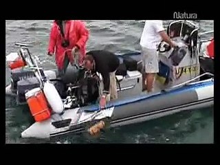 Mitos del gran tiburon blanco ( 3 )