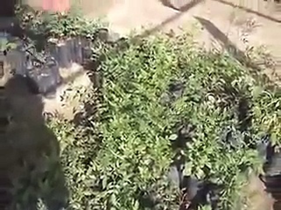 En el vivero de plantas nativas (Facultad de Agronomía, Ica, Perú)