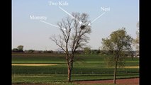 Bald Eagles Nest - Young Eagle Learning to Fly