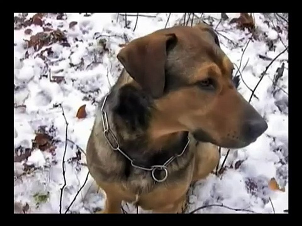 flying girl in russian wood - stabilized and enhanced