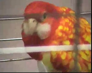 BOHDAN GADOMSKI      TARGI ZOOLOGICZNE (cz. 2)