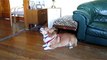 HarleysGotSoul aka The Soulful Singing Pembroke Welsh Corgi Dog
