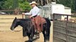 Ranch Versatility - Cutting - Sorting - All-Around Horse For Sale