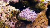 Pulsing Xenia Coral - Fast Pulsating 1080p