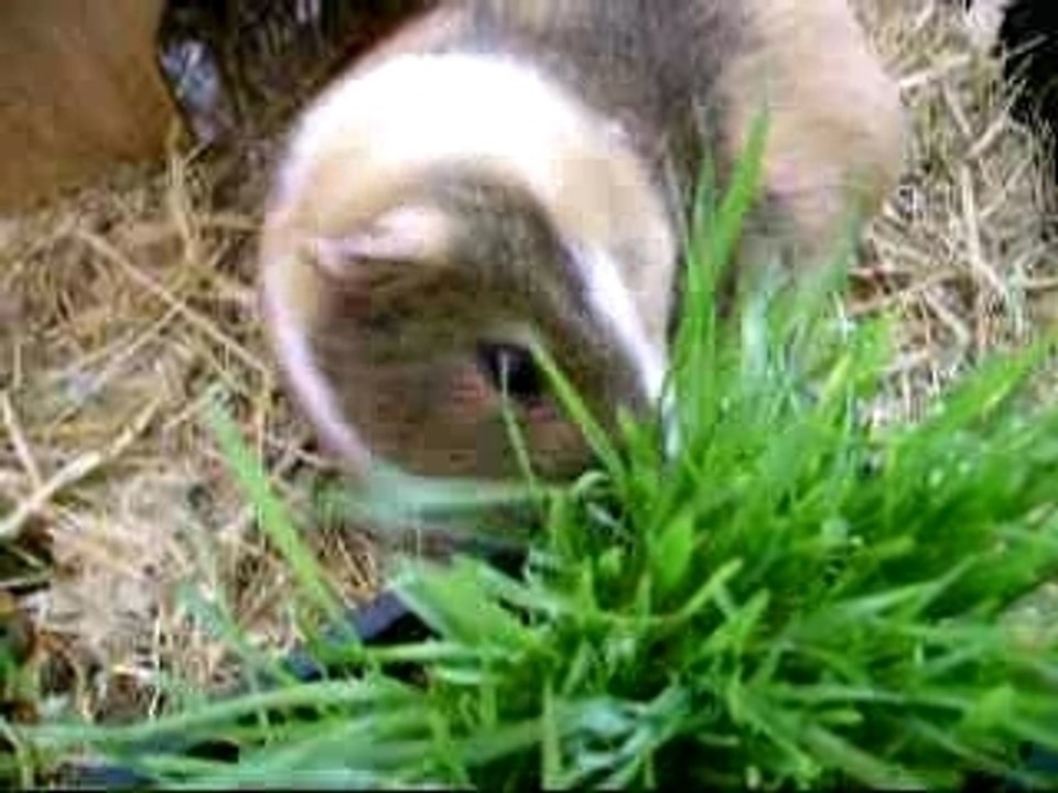Pichu et son herbe