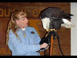 Eagle Days Eagle Days Squaw Creek Missouri