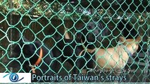 Portraits of Taiwan's strays
