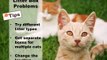 Cat Behavior Problems: What to do with issues like cat aggression and more