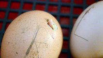 Birth of chickens in incubator (chicken egg hatching) /kiscsibék kikelése