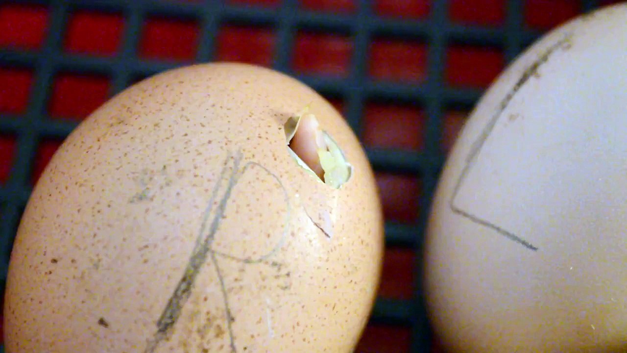 Birth of chickens in incubator (chicken egg hatching) /kiscsibék kikelése
