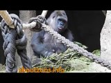 Newborn western lowland gorilla baby in Madrid Zoo