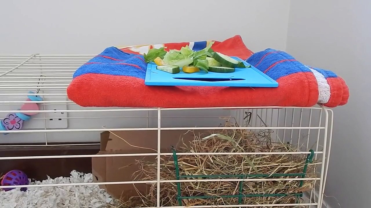 Taming Guinea Pigs - First few steps | HamsterHorsesandCats