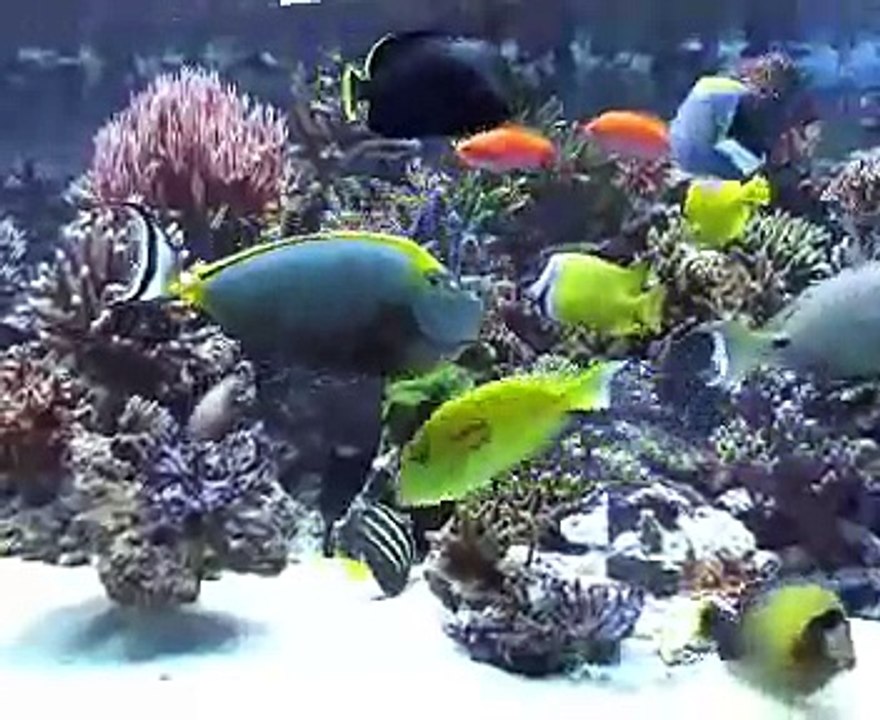 6 metres reef tank Aquarium recifal