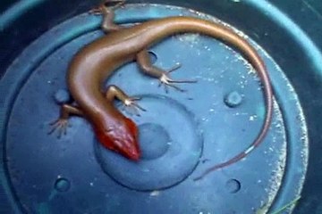 The Broadheaded Skink