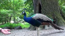Blauer Pfau / Peacock *1080p HD