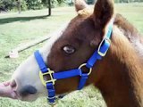 Benjamin - 5 year old Mini Horse gelding for sale