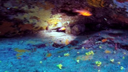 Plongée punta arresto