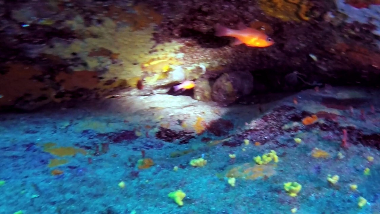 Plongée punta arresto
