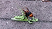 ガンバレ!! カマキリ　VS　スズメバチ A hornet caught a mantis