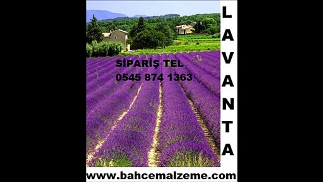 lavanta bitkisi,lavanta satışı,lavanta_bitkisi,lavanta_fiyatları,lavanta fiyatı,lavanta_bitkisi,lavanta çiçeği,lavanta üretimi,lavanta fidesi,Lavanta tohumu,lavanta ekimi,lavanta çiçeği tohumu