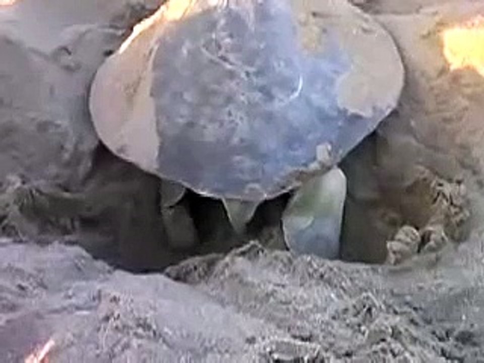 Turtle life cycle
