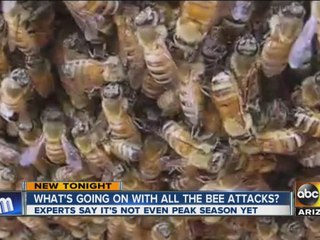 What’s going on with all the bees?