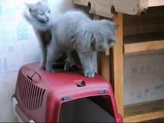 Копия видео Тосенька британочка д.р. 9 марта 2015 года