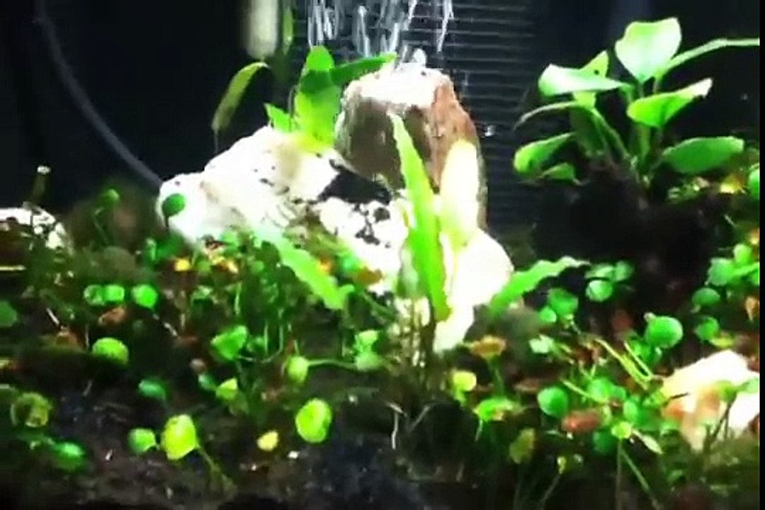DIY LED Aquarium Volcano Project - 5 Gallon Betta Paradise