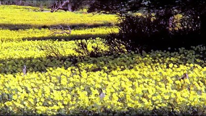 Animals Are Awesome Compilation - Funny Animals