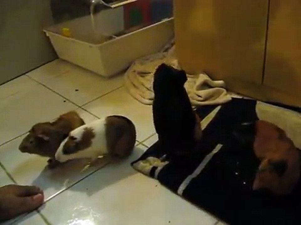 Guinea pig Tricks