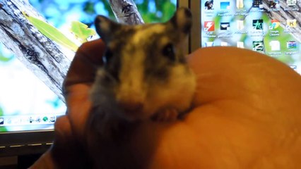 Why a gerbil is a good pet:)