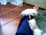 Ragdoll Kittens at 3 weeks old in their playpen.