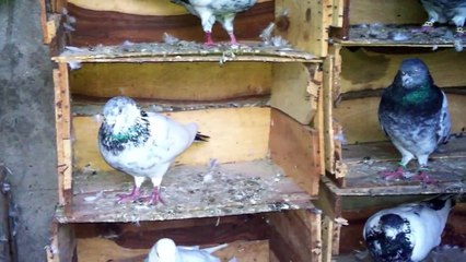 Ustad Kabootar Baaz Ch Junaid K Lahore Taddy Pigeos VIDEO-00294 PAKISTAN