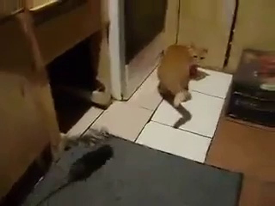 Cat and Mouse Shortest But Funniest Video ever