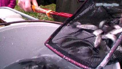 Junghucheninitialbesatz in die Donau in Niederösterreich