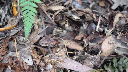 Australian Death Adder : CrittaCam : AnimalBytesTV