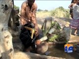 Water Shortage in Thar - Geo Reports - 13 Jun 2015