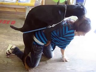 ドーベルマン　女の子を襲う！！　　ゼロ君 　Doberman "ZERO"