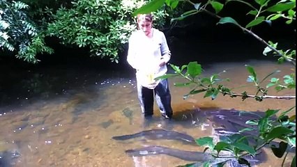 Feeding longfin eels!