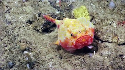 Incredible new species of fishes and other sea animals discoverd in Puerto Rico sea