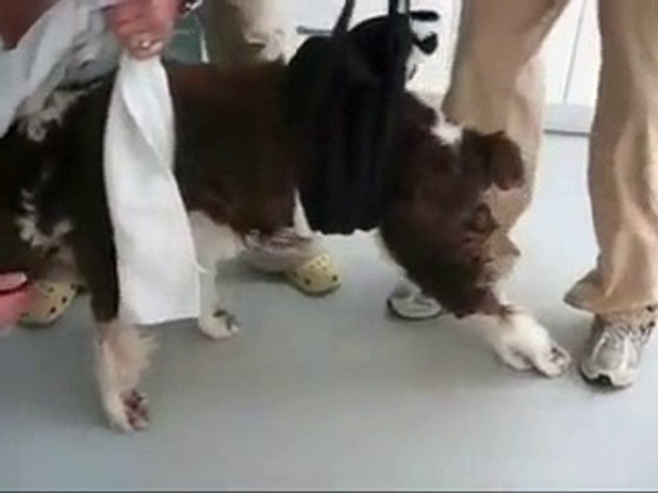 Un chien paralysé remarche : rééducation de Sammi, le chien paralysé