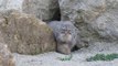 Pallas Cat : amazing wild cat species