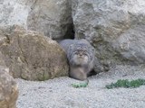 Pallas Cat : amazing wild cat species