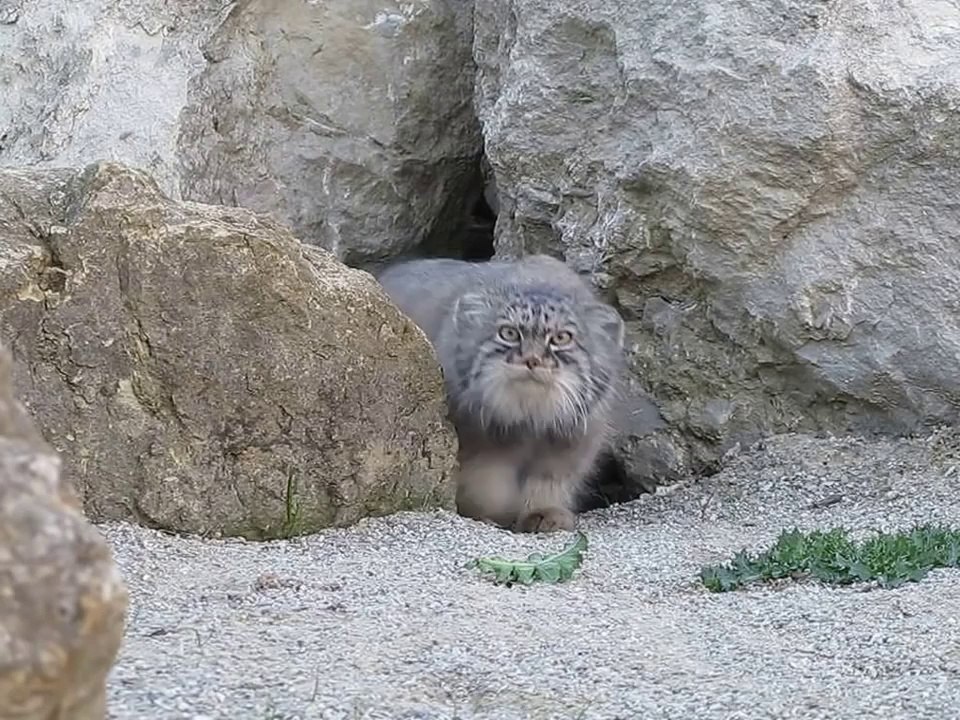 Le Chat de Pallas : chat sauvage magnifique